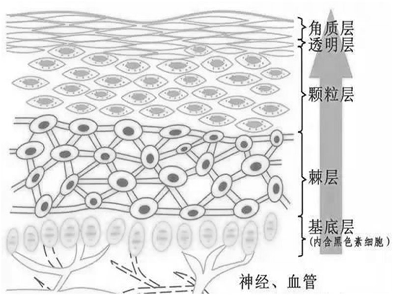 人体表皮组织示意图